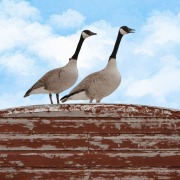 Canadian Geese damaging a commercial roof