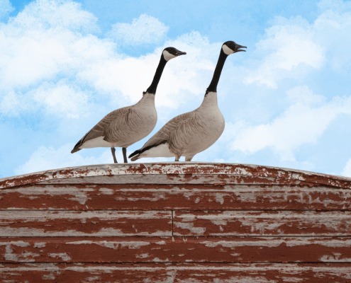 Canadian Geese damaging a commercial roof