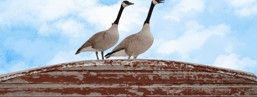 Canadian Geese damaging a commercial roof
